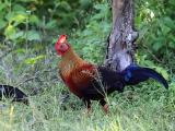 Yala National Park